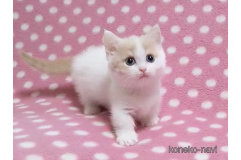 成約済の愛知県のマンチカン(短足)-87048の2枚目